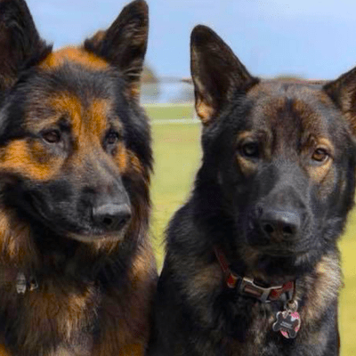 Dog Breeder